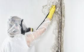 Best Biohazard Mold Removal  in Mineralwells, WV